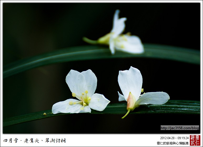 岩桐花图片_小岩桐花,岩桐花