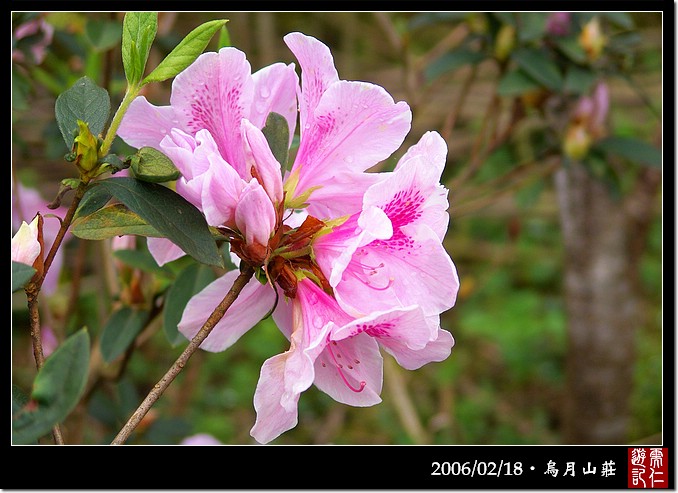 烏月山莊的杜鵑