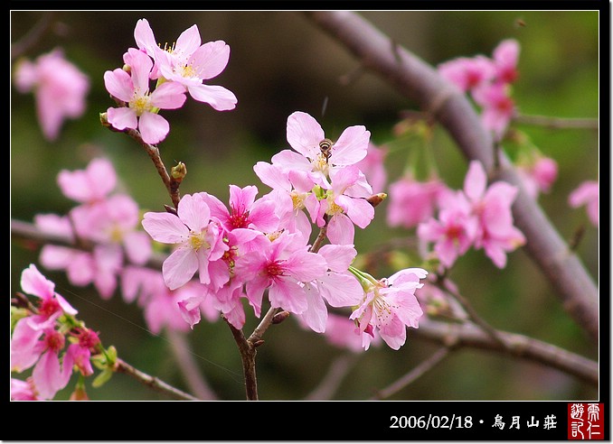 烏月山莊的富士櫻