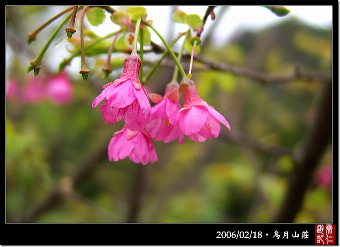 烏月山莊淡色的緋寒櫻