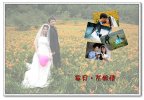 花嫁寧月情封面
