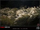 丹山草欲燃，秋芒在我心
