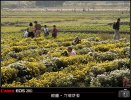 杭菊花海